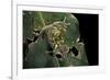 Leptopelis Uluguruensis (Uluguru Forest Treefrog)-Paul Starosta-Framed Photographic Print