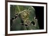 Leptopelis Uluguruensis (Uluguru Forest Treefrog)-Paul Starosta-Framed Photographic Print