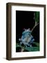 Leptopelis Uluguruensis (Uluguru Forest Treefrog)-Paul Starosta-Framed Photographic Print