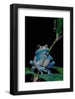 Leptopelis Uluguruensis (Uluguru Forest Treefrog)-Paul Starosta-Framed Photographic Print