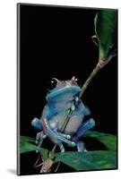 Leptopelis Uluguruensis (Uluguru Forest Treefrog)-Paul Starosta-Mounted Photographic Print