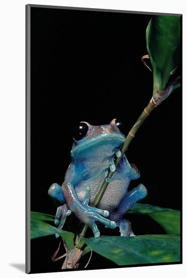 Leptopelis Uluguruensis (Uluguru Forest Treefrog)-Paul Starosta-Mounted Photographic Print