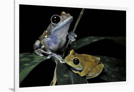 Leptopelis Uluguruensis (Uluguru Forest Treefrog)-Paul Starosta-Framed Photographic Print