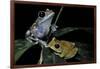 Leptopelis Uluguruensis (Uluguru Forest Treefrog)-Paul Starosta-Framed Photographic Print