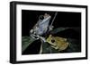 Leptopelis Uluguruensis (Uluguru Forest Treefrog)-Paul Starosta-Framed Photographic Print