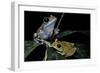 Leptopelis Uluguruensis (Uluguru Forest Treefrog)-Paul Starosta-Framed Photographic Print