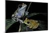 Leptopelis Uluguruensis (Uluguru Forest Treefrog)-Paul Starosta-Mounted Photographic Print