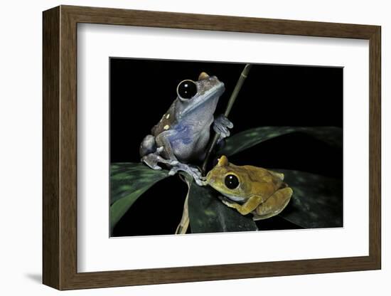 Leptopelis Uluguruensis (Uluguru Forest Treefrog)-Paul Starosta-Framed Photographic Print