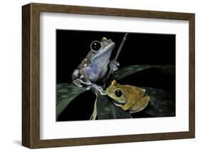 Leptopelis Uluguruensis (Uluguru Forest Treefrog)-Paul Starosta-Framed Photographic Print