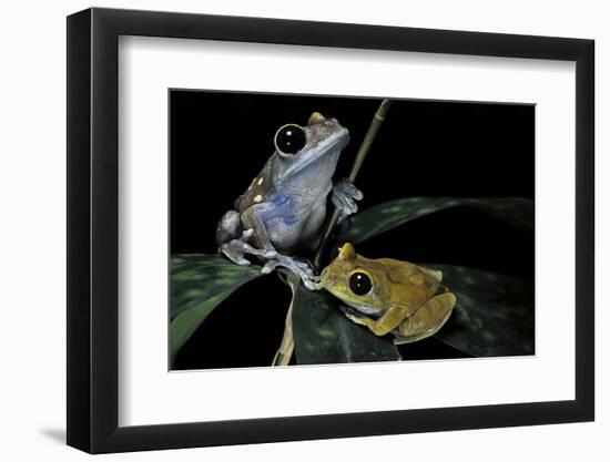 Leptopelis Uluguruensis (Uluguru Forest Treefrog)-Paul Starosta-Framed Photographic Print