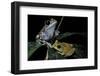 Leptopelis Uluguruensis (Uluguru Forest Treefrog)-Paul Starosta-Framed Photographic Print