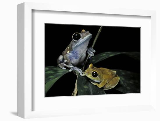 Leptopelis Uluguruensis (Uluguru Forest Treefrog)-Paul Starosta-Framed Photographic Print