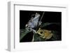 Leptopelis Uluguruensis (Uluguru Forest Treefrog)-Paul Starosta-Framed Photographic Print