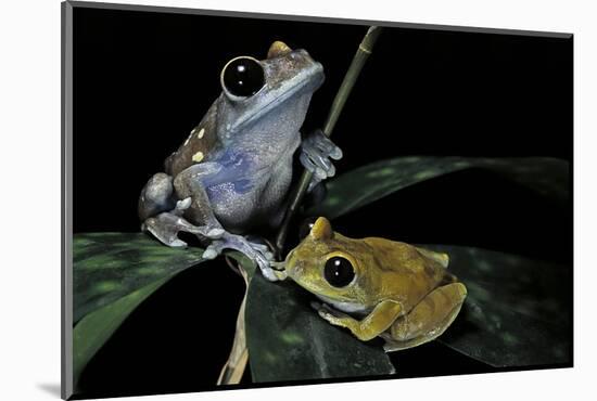 Leptopelis Uluguruensis (Uluguru Forest Treefrog)-Paul Starosta-Mounted Photographic Print