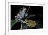 Leptopelis Uluguruensis (Uluguru Forest Treefrog)-Paul Starosta-Framed Photographic Print