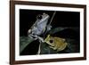 Leptopelis Uluguruensis (Uluguru Forest Treefrog)-Paul Starosta-Framed Photographic Print