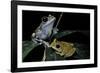 Leptopelis Uluguruensis (Uluguru Forest Treefrog)-Paul Starosta-Framed Photographic Print