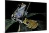 Leptopelis Uluguruensis (Uluguru Forest Treefrog)-Paul Starosta-Mounted Photographic Print