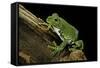 Leptopelis Vermiculatus (Amani Forest Treefrog, Big-Eyed Treefrog)-Paul Starosta-Framed Stretched Canvas