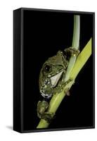 Leptopelis Vermiculatus (Amani Forest Treefrog, Big-Eyed Treefrog)-Paul Starosta-Framed Stretched Canvas