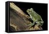 Leptopelis Vermiculatus (Amani Forest Treefrog, Big-Eyed Treefrog)-Paul Starosta-Framed Stretched Canvas