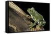 Leptopelis Vermiculatus (Amani Forest Treefrog, Big-Eyed Treefrog)-Paul Starosta-Framed Stretched Canvas