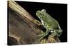 Leptopelis Vermiculatus (Amani Forest Treefrog, Big-Eyed Treefrog)-Paul Starosta-Stretched Canvas