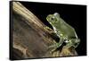 Leptopelis Vermiculatus (Amani Forest Treefrog, Big-Eyed Treefrog)-Paul Starosta-Framed Stretched Canvas