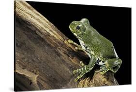 Leptopelis Vermiculatus (Amani Forest Treefrog, Big-Eyed Treefrog)-Paul Starosta-Stretched Canvas