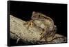 Leptopelis Vermiculatus (Amani Forest Treefrog, Big-Eyed Treefrog)-Paul Starosta-Framed Stretched Canvas