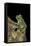 Leptopelis Vermiculatus (Amani Forest Treefrog, Big-Eyed Treefrog)-Paul Starosta-Framed Stretched Canvas