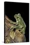 Leptopelis Vermiculatus (Amani Forest Treefrog, Big-Eyed Treefrog)-Paul Starosta-Stretched Canvas