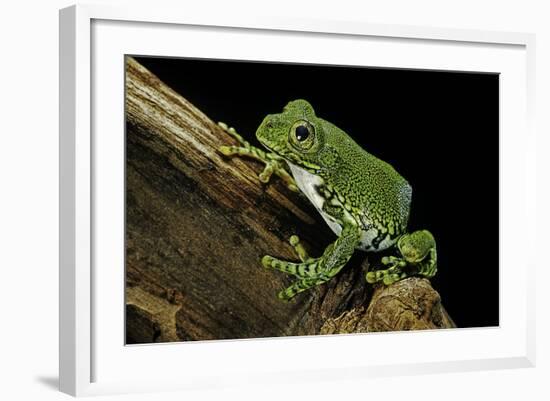 Leptopelis Vermiculatus (Amani Forest Treefrog, Big-Eyed Treefrog)-Paul Starosta-Framed Photographic Print