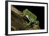 Leptopelis Vermiculatus (Amani Forest Treefrog, Big-Eyed Treefrog)-Paul Starosta-Framed Photographic Print