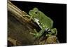 Leptopelis Vermiculatus (Amani Forest Treefrog, Big-Eyed Treefrog)-Paul Starosta-Mounted Photographic Print