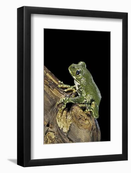 Leptopelis Vermiculatus (Amani Forest Treefrog, Big-Eyed Treefrog)-Paul Starosta-Framed Photographic Print