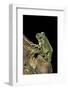 Leptopelis Vermiculatus (Amani Forest Treefrog, Big-Eyed Treefrog)-Paul Starosta-Framed Photographic Print