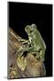 Leptopelis Vermiculatus (Amani Forest Treefrog, Big-Eyed Treefrog)-Paul Starosta-Mounted Photographic Print