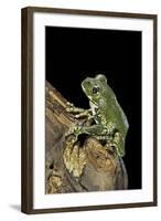 Leptopelis Vermiculatus (Amani Forest Treefrog, Big-Eyed Treefrog)-Paul Starosta-Framed Photographic Print