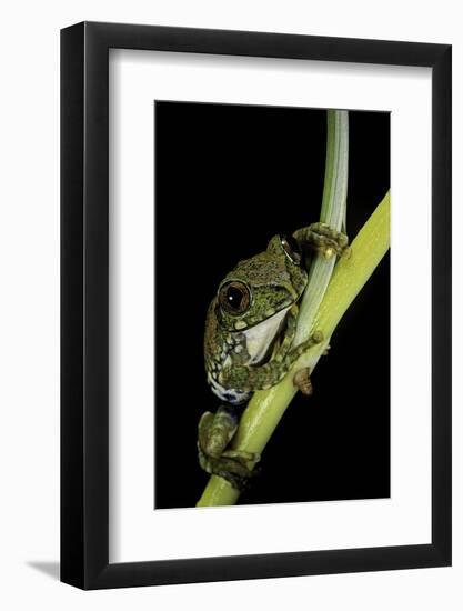 Leptopelis Vermiculatus (Amani Forest Treefrog, Big-Eyed Treefrog)-Paul Starosta-Framed Photographic Print