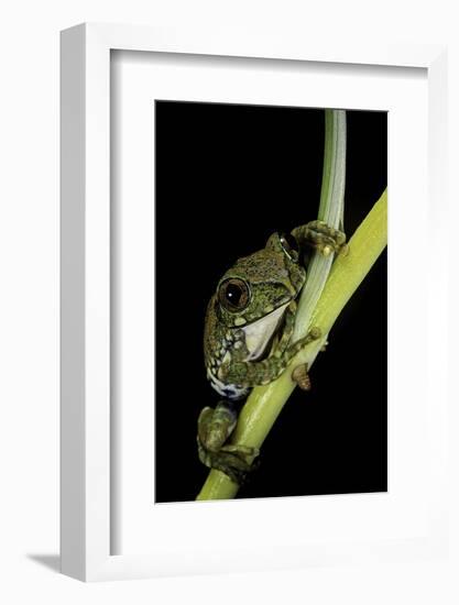 Leptopelis Vermiculatus (Amani Forest Treefrog, Big-Eyed Treefrog)-Paul Starosta-Framed Photographic Print