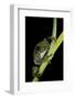 Leptopelis Vermiculatus (Amani Forest Treefrog, Big-Eyed Treefrog)-Paul Starosta-Framed Photographic Print