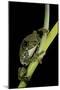 Leptopelis Vermiculatus (Amani Forest Treefrog, Big-Eyed Treefrog)-Paul Starosta-Mounted Photographic Print