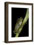 Leptopelis Vermiculatus (Amani Forest Treefrog, Big-Eyed Treefrog)-Paul Starosta-Framed Photographic Print