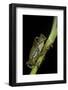 Leptopelis Vermiculatus (Amani Forest Treefrog, Big-Eyed Treefrog)-Paul Starosta-Framed Photographic Print