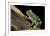 Leptopelis Vermiculatus (Amani Forest Treefrog, Big-Eyed Treefrog)-Paul Starosta-Framed Photographic Print