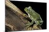 Leptopelis Vermiculatus (Amani Forest Treefrog, Big-Eyed Treefrog)-Paul Starosta-Mounted Photographic Print