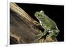 Leptopelis Vermiculatus (Amani Forest Treefrog, Big-Eyed Treefrog)-Paul Starosta-Framed Photographic Print