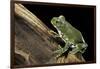 Leptopelis Vermiculatus (Amani Forest Treefrog, Big-Eyed Treefrog)-Paul Starosta-Framed Photographic Print