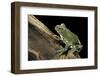 Leptopelis Vermiculatus (Amani Forest Treefrog, Big-Eyed Treefrog)-Paul Starosta-Framed Photographic Print